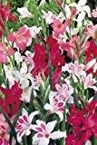 100 stück "Nanus" Zwerg-Gladiolen Mischung - Gladiolen Knollen / Blumenzwiebeln aus Holland - Versandfrei