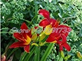 100 Stück Pflanzen Lilie Indoor-Bonsai Calla-Lilien-Samen schönen Garten Lilie Blumensamen