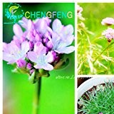 100 Stück Seegras Samen Schöne wie Zwiebelblumen Sementes Für Hausgarten Seltene Miniatur Semi Bonsai Jardin Pflanzen