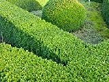 100 x Pflanzen Heckenpflanzen Echter Buchsbaum Buxus sempervirens Gesamthöhe 60-80 cm. Jede im 5,4 Liter Topf