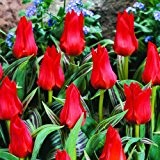 100 x Tulip 'Red Riding Hood' bulbs (plant at home)
