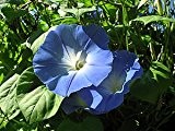 1000 frische Samen der echten Prunkwinde -Ipomea tricolor- 'Heavenly blue' Morning glory *USA Import*