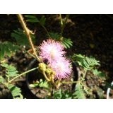 1000 Samen Echte Mimose (Mimosa pudica) (Spannende Pflanze für Kinder)