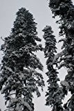 1000 Samen Echte Nordmanntanne (Abies nordmanniana) -Beliebtester Weihnachtsbaum- >Frisches Saatgut