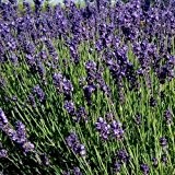 1000 Samen Echter Lavendel Duftpflanze - kann 20 bis 30 Jahre alt werden