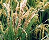 1000 Samen echter Reis, Oryza sativa ssp. japonica