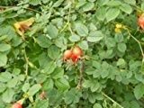 1000 Samen Heckenrose (Rosa canina) Rose, Hundsrose, essbare-sehr gesunde Hagebutten