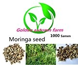 1000 Samen Moringa Oleifera seeds Organic Moringa Oleifera seeds 270g