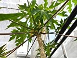 1000 Samen -Papaya- (Melonenbaum)