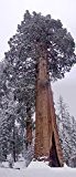 1000 Samen Riesen Berg-Mammutbaum Sequoiadendron giganteum