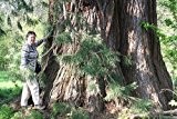 1000 Samen Riesen-Mammutbaum -Sequoiadendron giganteum- ★ ★ ★ DER GIGANT UNTER DEN BÄUMEN ★ ★ ★