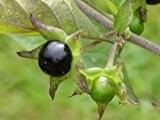 1000 Samen Tollkirsche (Atropa belladonna) Schwarze Tollkirsche -Hochkeimfähig-