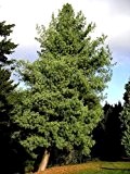 1000 Samen -Tränen-Kiefer- 'Pinus wallichiana' (Winterhart) Auch Himalaya Kiefer genannt