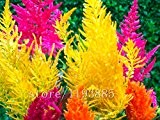 1000pcs Miniregenbogen Pampasgras (Rush Lauf), Reed-Schalter, Grassamen, Bonsai-schöne Blumensamen Topfpflanze für Hausgarten