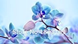 1000PCS neuartige Pflanze Iris Bonsai Schmetterling Samen Phalaenopsis-Orchideen-Blumen Blumensamen Orchid Seed-Hausgarten