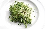 100g BIO-Keimsprossen Inkarnatklee / Rosenklee Samen Sprossensaat Microgreens Mikrogrün Grünkraut Sprossenanzucht