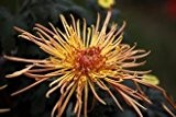 100PC Regenbogen Chrysantheme-Blumen-Samen, dekorative Bonsai, seltene Farbe, neu wählen mehr Chrysantheme Samen Pflanze Gartenblume