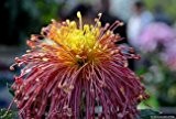 100PC Regenbogen Chrysantheme-Blumen-Samen, dekorative Bonsai, seltene Farbe, neu wählen mehr Chrysantheme Samen Pflanze Gartenblume