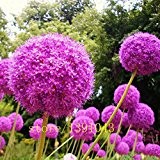 100pcs Allium Giganteum Samen, Riesenlauch (Allium giganteum) Samen, Bonsai-Blumensamen, angehende Rate 95%, Pflanzen für Heim & Garten