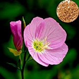 100Pcs AuffŠlliges rosa Nachtkerze Oenothera Odorata Blumensamen