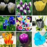 100pcs / bag Bonsai Tulip Seeds 20 Sorten Regenbogen Schwarz, Lila, Gelb-Blau-Tulpe-Blumensamen Topfpflanzen