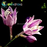 100pcs / bag Hosta Samen Hof Perennials Plantain Lily Blumen Bonsai-Hausgarten Bodendecker-Pflanzen-Blume Variety Komplett