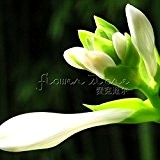 100pcs / bag Hosta Samen Hof Perennials Plantain Lily Blumen Bonsai-Hausgarten Bodendecker-Pflanzen-Blume Variety Komplett