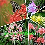 100PCS / bag Lycoris radiata Blumen-Samen, Verschiffen Innen Desktop Bonsai Blumenzwiebeln Amaryllis Pflanzen frei
