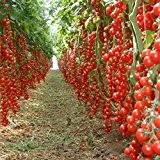 100pcs / bag Regenbogen Tomatensamen, seltene Tomatensamen, Bonsai-Bio-Gemüse & Fruchtsamen, Topfpflanze für Heim & Garten