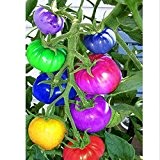 100pcs / bag Regenbogen Tomatensamen, seltene Tomatensamen, Bonsai-Bio-Gemüse & Fruchtsamen, Topfpflanze für Heim & Garten
