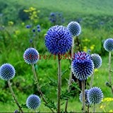 100pcs Blue Ball Distelsamen, Japan Distel, Bonsai Distelblume Echinops Ritro Chrysantheme für zu Hause Garten Bepflanzung