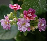 100pcs Bonsai Red Langlebigkeit Blumensamen Kalanchoe neue Pflanzen für DIY Hausgarten EASY auf dem Schreibtisch wachsen für Frau Geschenk