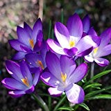 100pcs Garden Courtyard immergrŸner Strauch Pflanzen Crocus sativus Seeds