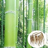 100pcs Garten Evergreen Arbor Moso Bambus Samen Hof Phyllostachys Pubescens Pflanzen