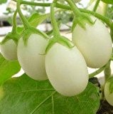 100pcs Gemüse Pflanzensamen 12kinds Der Aubergine-Samen Bonsaipflanzen Samen für Heim & Garten Bio Planta Sementes