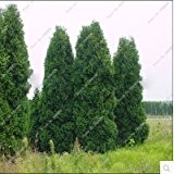 100pcs / lot Mikrobiota decussata, Sibirischer Teppich Cypress, Lebensbaum Samen Blume Bonsai Pflanze DIY Hausgarten