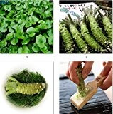 100pcs / lot Wasabi Samen, japanischen Meerrettich Samen Gemüsesamen Bonsai Pflanze DIY Hausgarten-Anlagen