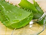 100pcs / pack Gemüse und Fruchtsamen Aloe vera Samen essbar Schönheit Essbare Kosmetik Pflanzen Bonsai Samen für Heim & Garten