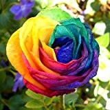 100pcs Rosen-Samen Blau Rot Lila Pink Black Rainbow Petal Pflanzen Hausgarten-Blumen Bonsai Blume mit 10 Farben für Wahl