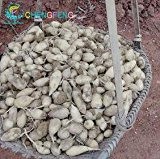 100pcs Samen Kurkumawurzeln Curcuma longa Heilkräuter Gewürz leicht wachsen Adenium Obesum Pflanzensamen Bonsai Samen