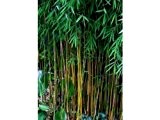 100x Frische schwarzer Bambus-Samen mit Anleitung (Fargesia Jiuzhaigou Sp. 4)