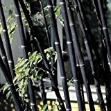 100x Frische schwarzer Bambus-Samen mit Anleitung