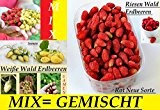 100x Riesen Wald Erdbeeren Gemischt Mix süßer Geschmack Pflanze Rarität essbar Saatgut Garten Samen Obst Neuheit #124