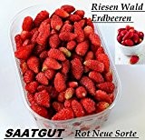 100x Riesen Wald Erdbeeren Rot Samen Saatgut Pflanze Rarität Garten essbar Obst Neuheit #111