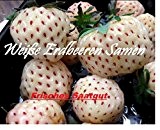 100x Weiße Erdbeeren Ananas Geschmack Saatgut Samen Hingucker Pflanze Obst essbar Garten Neuheit #121