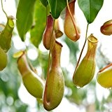 10er Kannenpflanze Nepenthes Gemeinsame Fleisch fressende Blumensamen