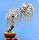 10PC seltene Gold Mini Bonsai Glyzinie Samen Indoor Zierpflanzen