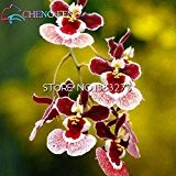 10pcs / lot tanzen Orchidee Oncidium künstliche Blumensamen Hochzeitsdekoration Blumen heißen Verkauf !!