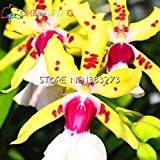 10pcs / lot tanzen Orchidee Oncidium künstliche Blumensamen Hochzeitsdekoration Blumen heißen Verkauf !!