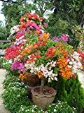 10pcs Mix-color 'Bougainvillea spectabilis Willd "Samen Bonsai Blume Pflanzensamen Blumen Blumentopf Pflanzer